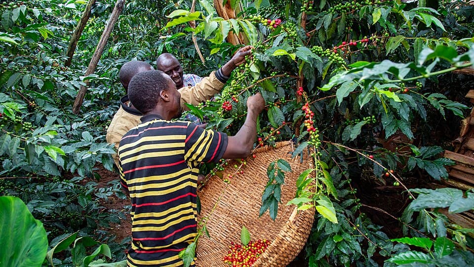 Coffee Harvest